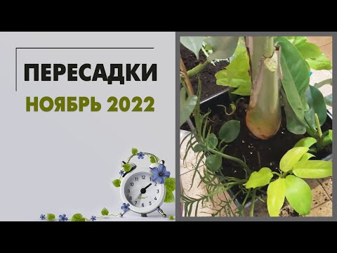 Видео: Пересадки комнатных растений. Ноябрь 2022 и результат в январе