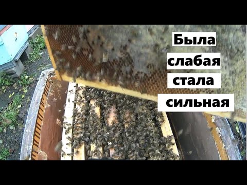 Видео: Восстановление ослабленных пчелиных семей.