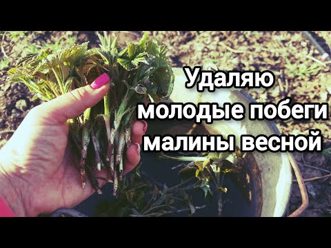 Видео: Зачем нужно удалять крапивку малины весной на летних и ремонтантных сортах