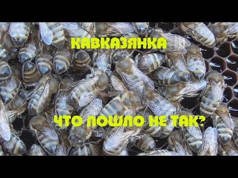 Видео: Кавказянка что пошло не так