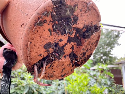 Видео: Червяки в горшке с лимоном