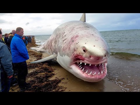 Видео: То, Что Несолёная Вода Делает С Акулами, Шокировало Всех