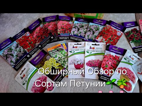 Видео: ПЕТУНИЯ/ ОБЗОР ПО СОРТАМ ПЕТУНИИ/ НЕ МОГУ ОТКАЗАТЬСЯ ОТ ПОСЕВА  ПЕТУНИИ