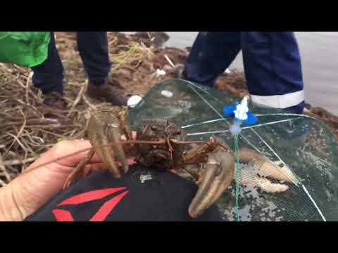 Видео: Ловля раков в ноябре