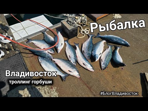 Видео: Удачная рыбалка на горбушу во Владивостоке, остров Рикорда. #БлогВладивосток ищи в телеграмм
