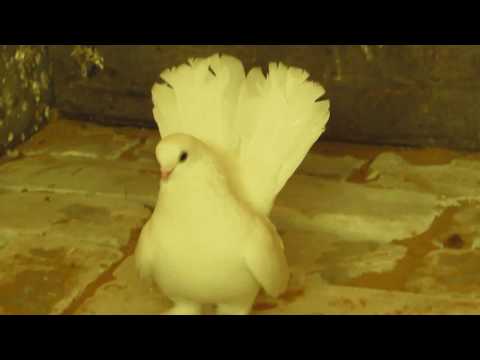 Видео: голуби курганская обл  с Частоозерье