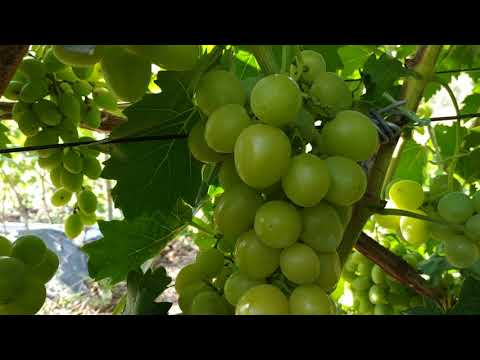Видео: ВИНОГРАД ДАРЬЯ И ХЕЛЕНА 2020г.