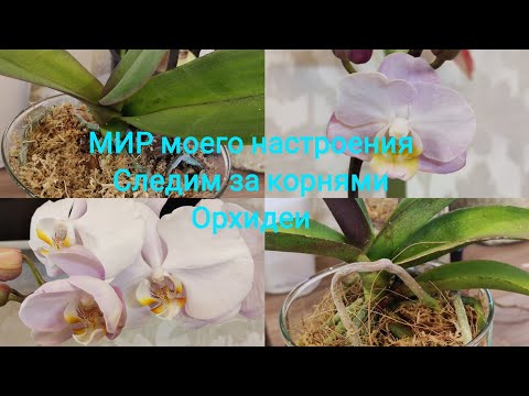 Видео: 23.11.24 Орхидеи следим за корнями важные моменты в уходе
