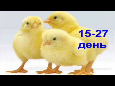 Видео: Цыплята Бройлеры 15-27 день, Контрольное Взвешивание, добавление зерновых, кальция
