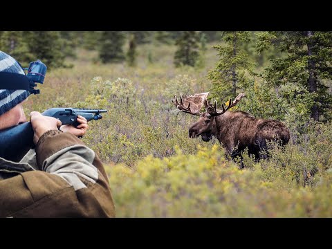 Видео: ОХОТА НА ЛОСЯ, КОСУЛЮ И КАБАНА. ТЕ САМЫЕ МОМЕНТЫ...