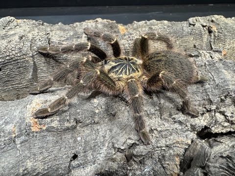 Видео: Веселимся с OBT, поговорим о бабуинах