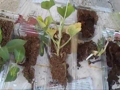 Видео: посылка укоренённых черенков фуксий и пеларгоний из НК Русский Огород