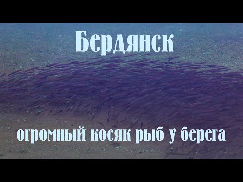 Видео: Бердянск огромный косяк рыб у берега ноябрь 2025