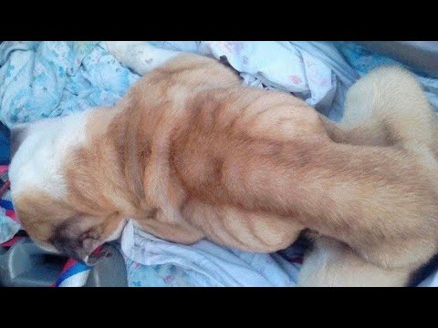 Видео: Сначала собака, а потом ребёнок. Как таких называть людьми?