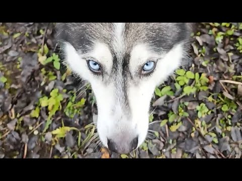 Видео: Пробное видео с нашей прогулкой 🐺. Накидайте пожалуйста идей, как сделать контент интереснее🙏