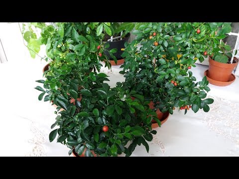 Видео: Мурайя пересадка. Хлороз листьев. Трио из взрослых мурайек