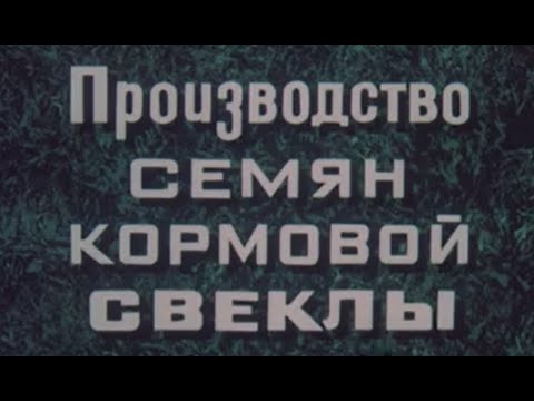 Видео: Технология возделывания свеклы на семена