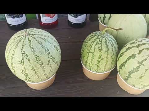 Видео: Геленджик | Коктейль в арбузе | Огромные чебуреки | Экстремальное развлечение | Фотобудка