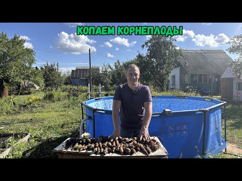 Видео: Копаем корнеплоды