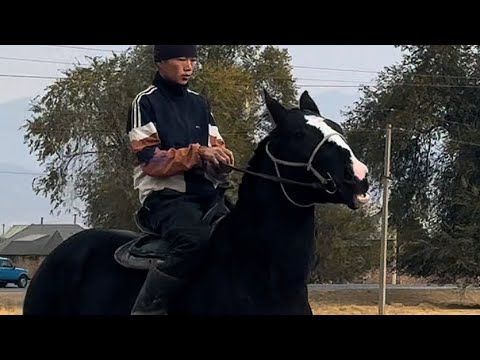 Видео: Оспурумдун Орту +996-706-281-317 