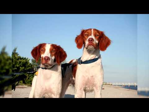 Видео: Бретонский Эпаньоль. Плюсы и минусы, Цена, Как выбрать, Факты, Уход, История