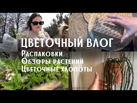 Видео: РАСПАКОВКИ РАСТЕНИЙ | новинки в коллекции | ОбЗОР РАСТЕНИй | ЗЕЛЕНЫЕ будни