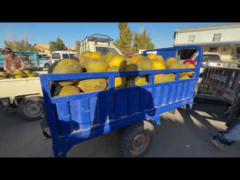 Видео: ЭЛЛИККАЛА БУСТОН  ТАРВУЗ КОВУН НАРХЛАРИ #food 14 сентября 2025 г.