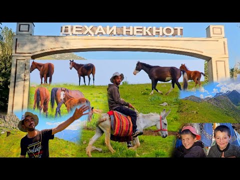 Видео: Сайри кухи Чур ва Мушистон