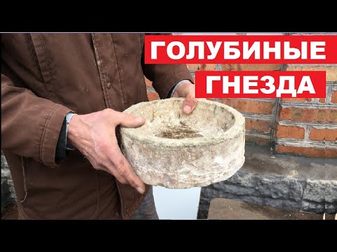 Видео: Голубиные гнезда