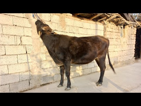 Видео: ГНОЧИНИ КАРПАТИ БУГУЗИ ФУРУШИ 904580010. 28 октября 2025 г.