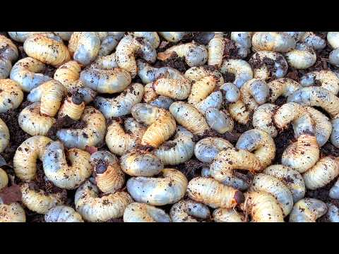 Видео: В лесу полно личинок жуков-носорогов. Вот простой и надежный способ их найти! !