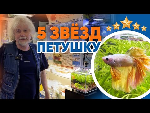 Видео: Аквариумные новости с Владимиром Ковалёвым (14.03.2025). 5 звёзд петушку!