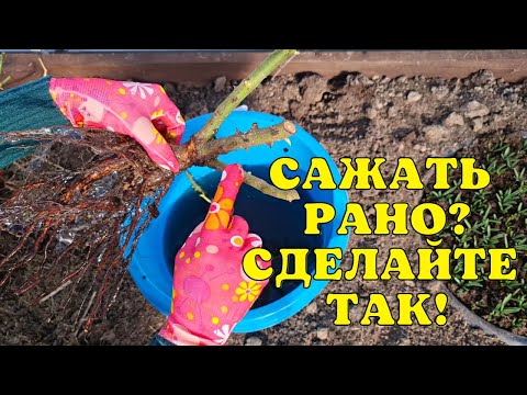 Видео: Как СОХРАНИТЬ РОЗЫ до посадки