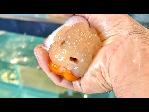 Видео: ОТРАВЛЕНИЕ АММИАКОМ У ЗОЛОТЫХ РЫБОК (как лечить и предотвращать)