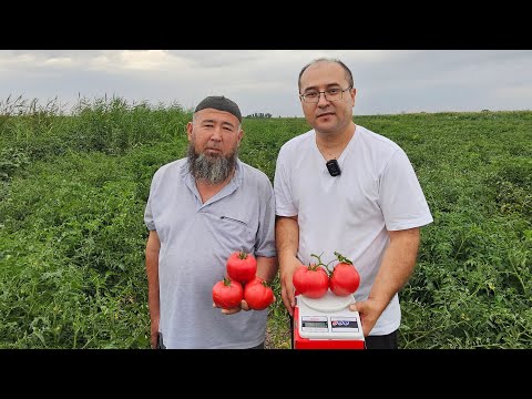 Видео: КЫРГЫЗСТАН 🇰🇬 "2025 ЙИЛ ПОМИДОРИ ГОЛИБИ" BALABAN F1.