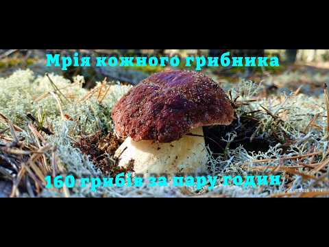 Видео: 160 грибів за декілька годин у лісі Гриби Боровики на кожному кроці Грибний шок на Волині #boletus