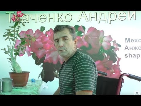 Видео: адениумы укоренение черенков