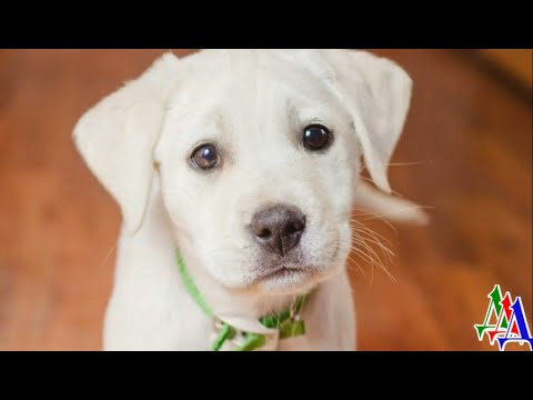 Видео: Умершая собака явилась безутешной хозяйке во сне и сказала, что скоро вернётся, забрать её просила