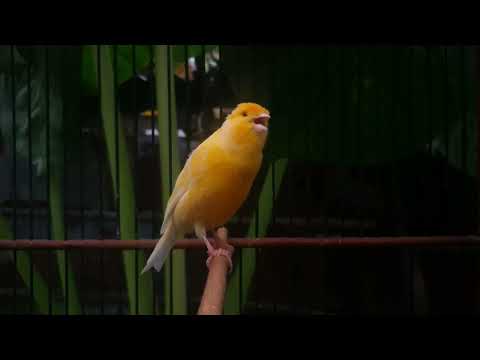 Видео: Секрет быстрой трели канарейки: Лучшие звуки для дрессировки❗❗