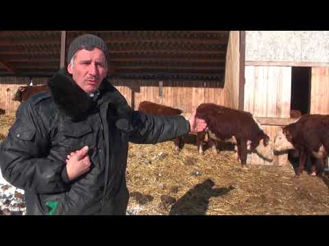 Видео: Почему мы не продаем мясных бычков