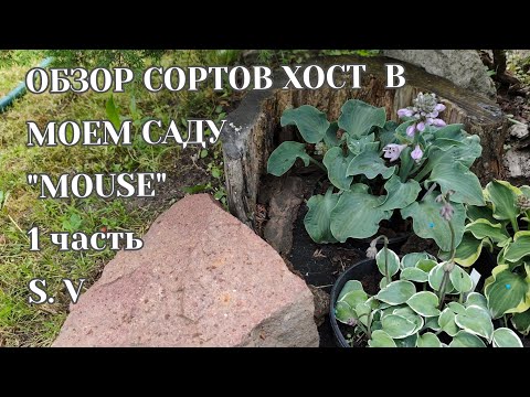 Видео: ОБЗОР СОРТОВ ХОСТ В МОЕМ САДУ...хосты из серии"mouse...1 часть#hosta #хоста #mouse #частнаяколлекция