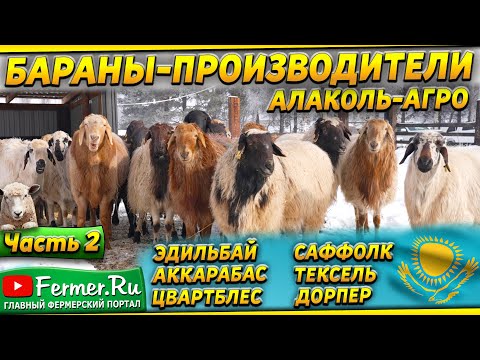 Видео: Мощные бараны-производители. Эдильбай, аккарабас, цвартблес, саффолк|тексель|дорпер. Бауржан Оспанов
