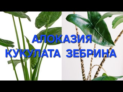 Видео: Алоказия Зебрина и Кукулата посадка на Фитиль