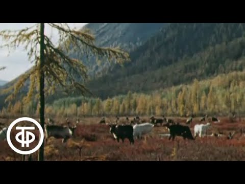 Видео: Ач гяла - значит неженатый... (1987)