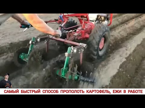 Видео: САМЫЙ БЫСТРЫЙ СПОСОБ ПРОПОЛОТЬ КАРТОФЕЛЬ, ЕЖИ В РАБОТЕ / POTATO WEEDING IN DIFFERENT COUNTRIES