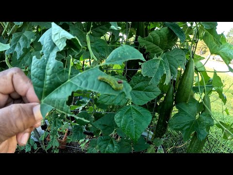 Видео: ОНИ ЕДЯТ МОИ ЛИСТЬЯ