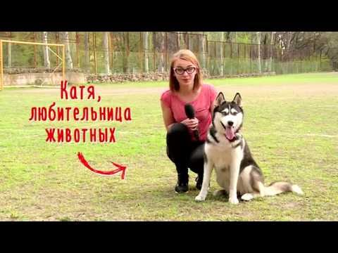 Видео: Мой питомец: Сибирский хаски