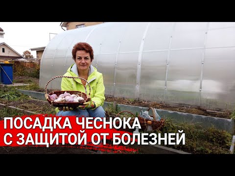 Видео: Посадка чеснока с защитой от болезней/Как посадить чеснок с защитой от болезней