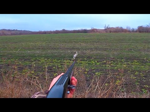 Видео: ОХОТА НА ЗАЙЦА,ФАЗАНА И ГРИБЫ !!!
