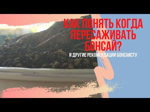 Видео: Когда пересаживать бонсай? Как понять, что нужна пересадка бонсай? How to plant bonsai